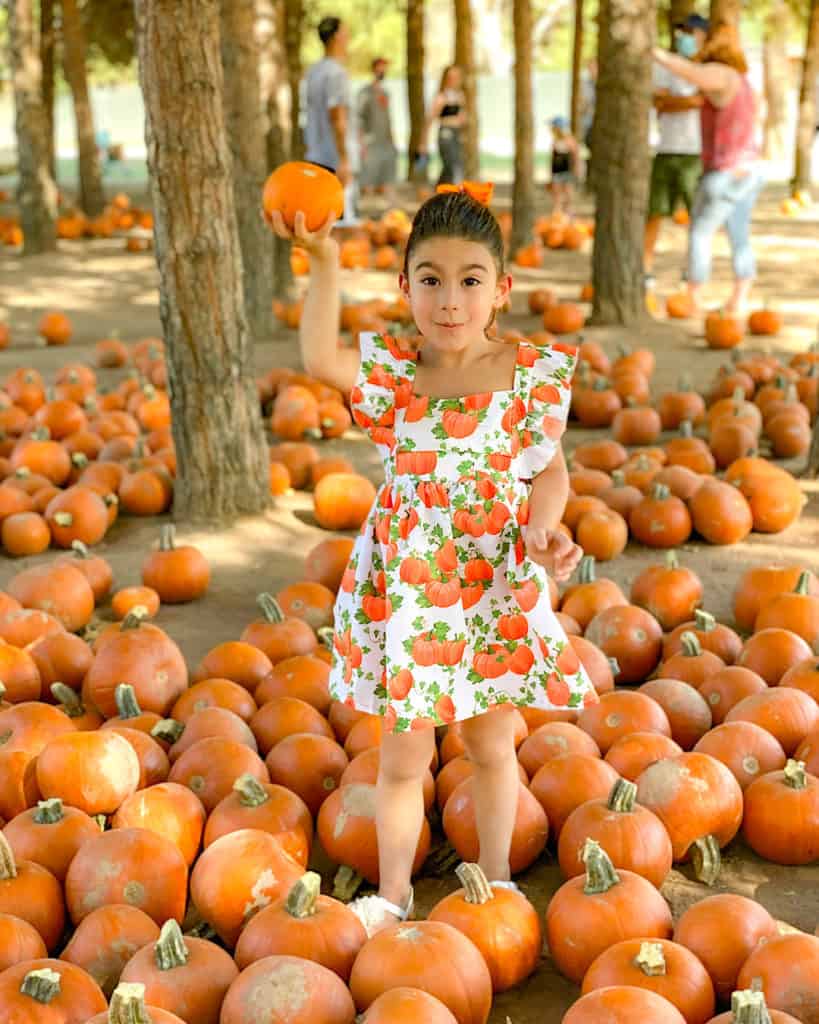 My daughter in a cute Pumpkin dress at the pumpkin patch, holding up a pumpkin 