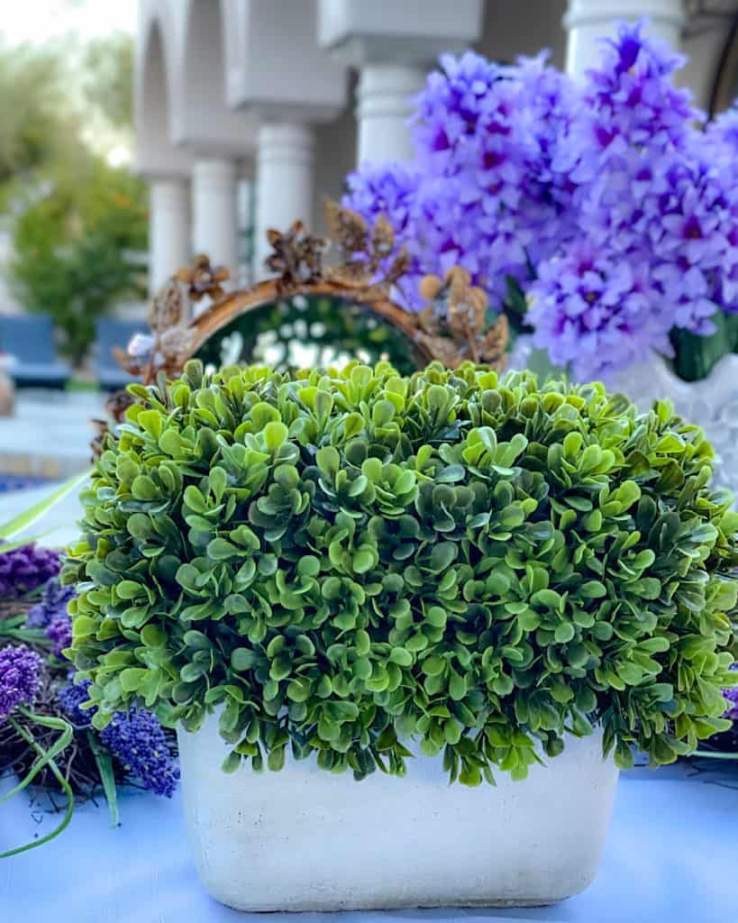 Nowruz table decorations:  Sabzeh -Wheat, lentil or barley sprouts growing in a dish 